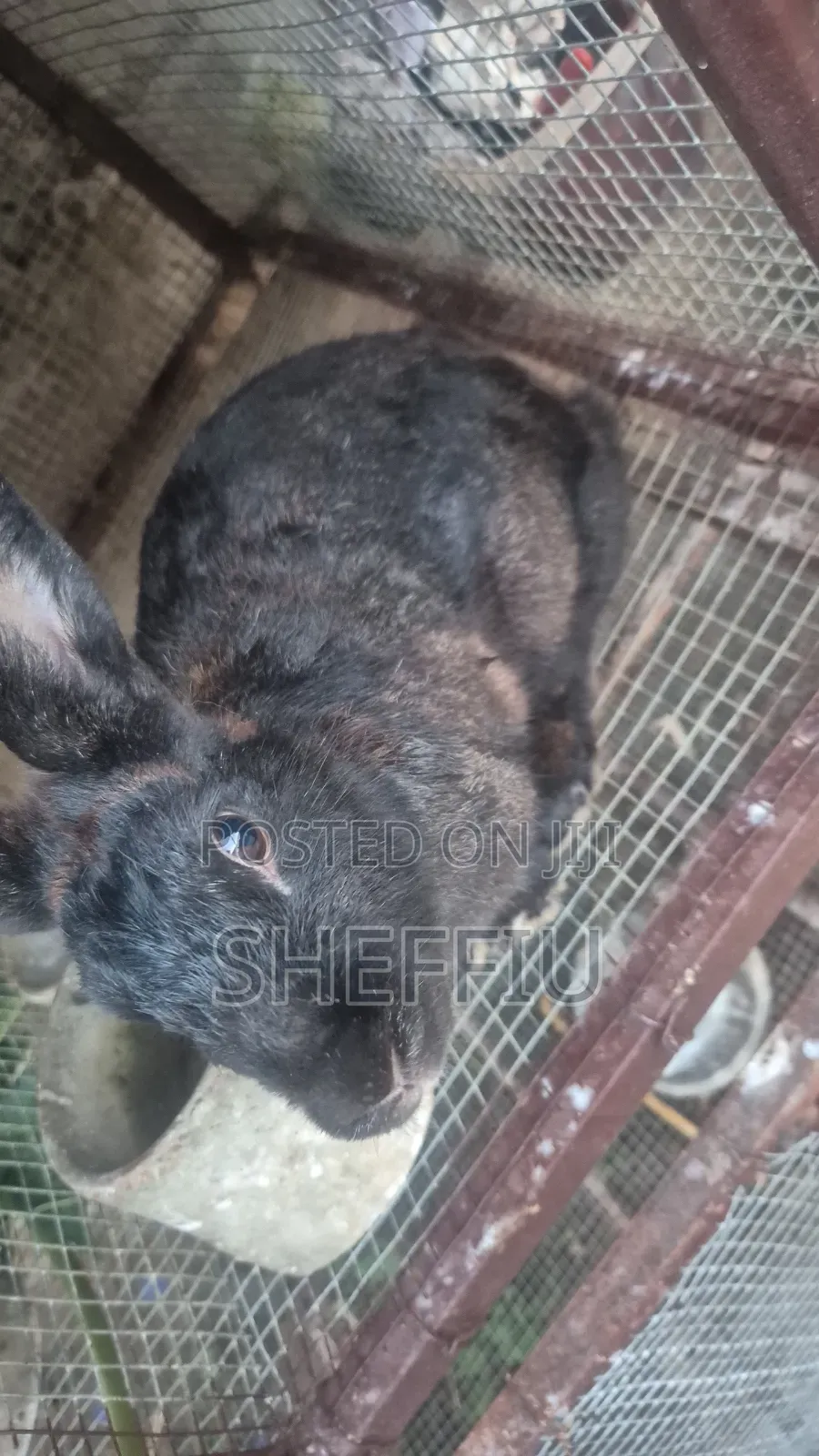 Chinchilla Rabbit