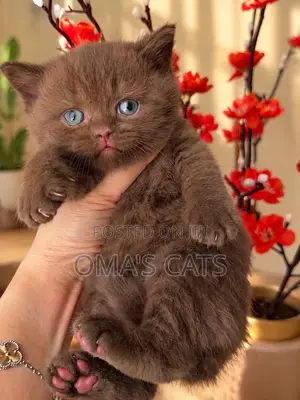 1-3 months Female Purebred British Shorthair