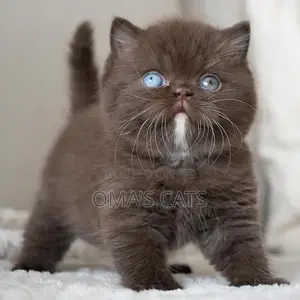 1-3 months Male Purebred British Shorthair