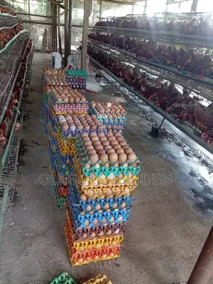 Up to 200 Crate of Egg Is Available