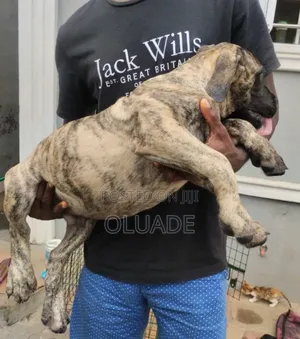 1-3 months Male Purebred Boerboel