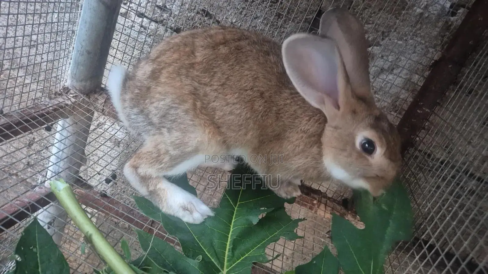 Chinchilla Rabbit