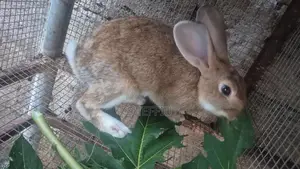 Chinchilla Rabbit