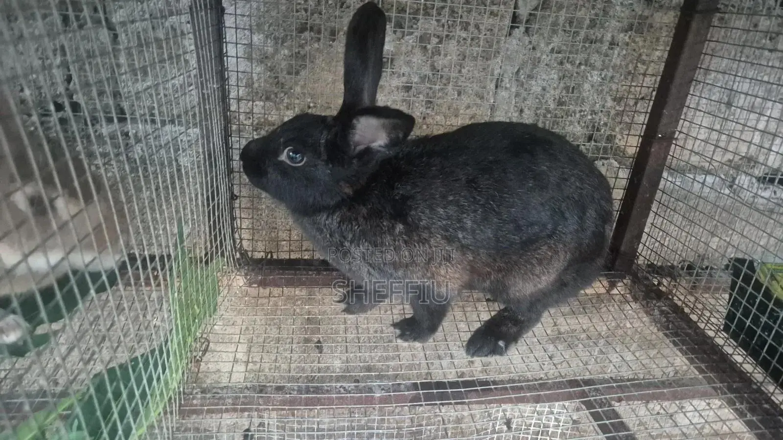 Chinchilla Rabbit