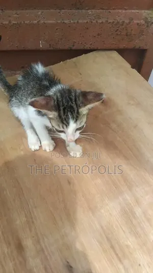 1-3 months Female Mixed Breed Exotic