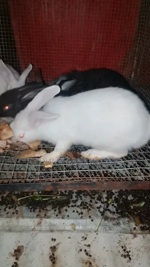 Rabbits for Sale
