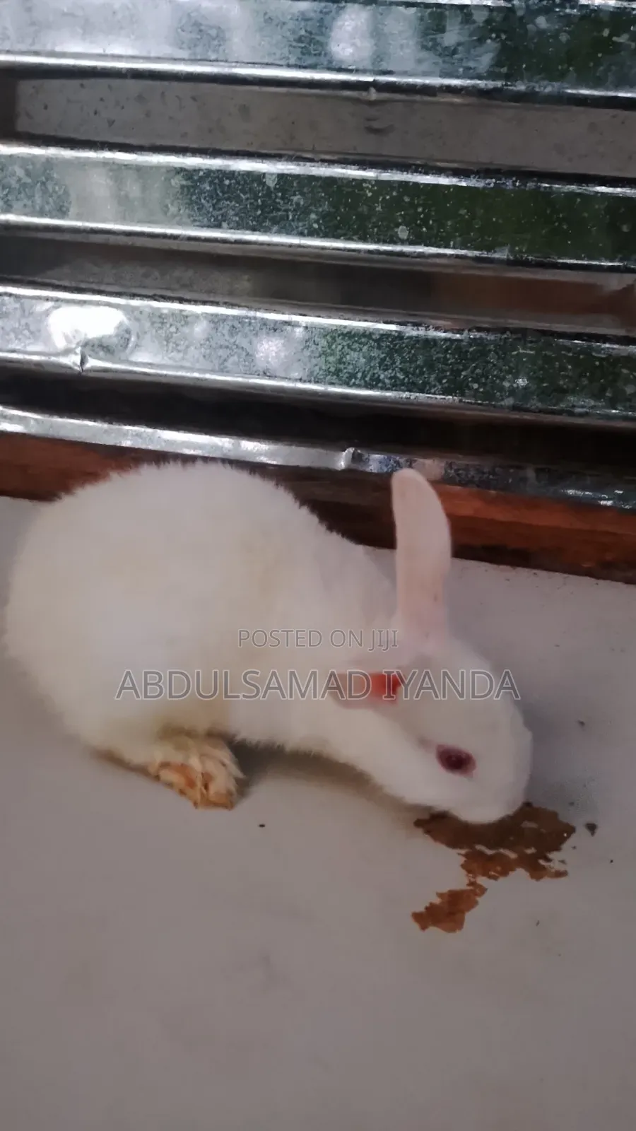 Rabbits for Sale