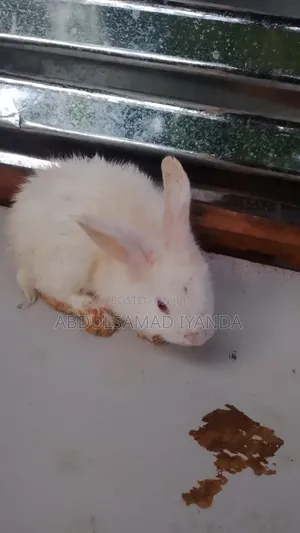 Rabbits for Sale