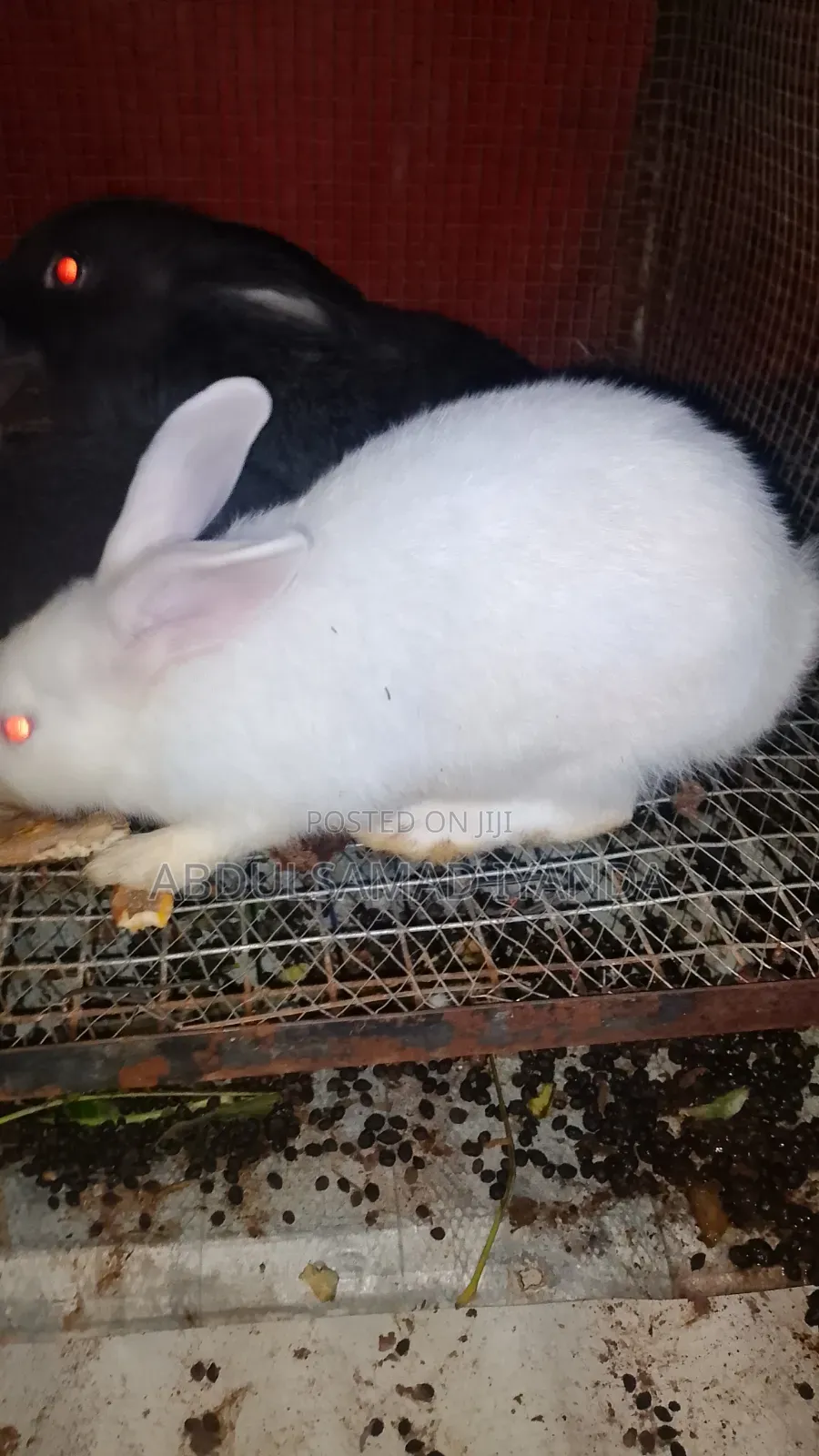 Rabbits for Sale
