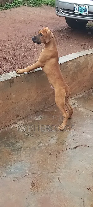 3-6 months Male Purebred Boerboel