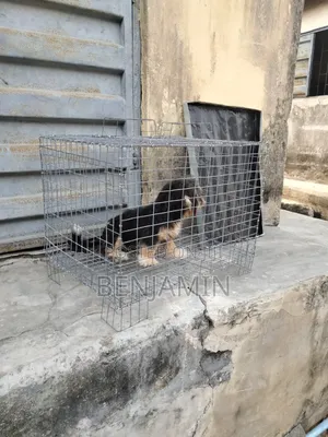 Non Collapsible Small Dog Cage