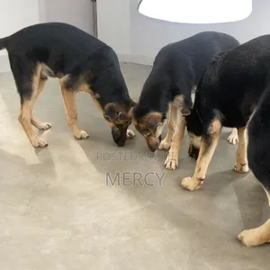 3-6 months Male Purebred German Shepherd