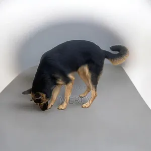 3-6 months Male Purebred German Shepherd
