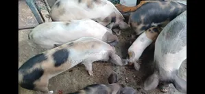 Various Stages and Sizes of Pigs for Sale