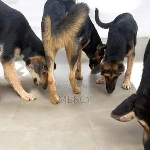 3-6 months Male Purebred German Shepherd