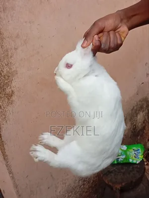 A Healthy Carlifornia Rabbit for Sale