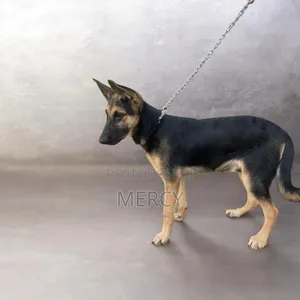 3-6 months Female Purebred German Shepherd