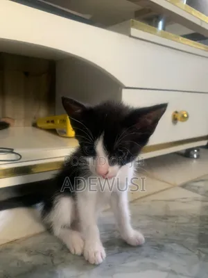 1-3 months Female Mixed Breed Cat