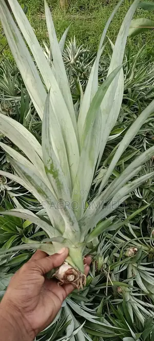 Pineapple Suckers
