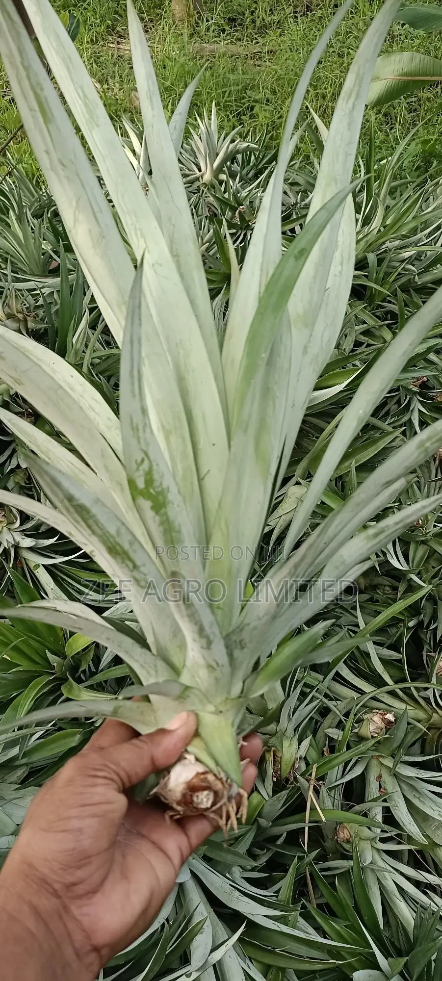 Pineapple Suckers