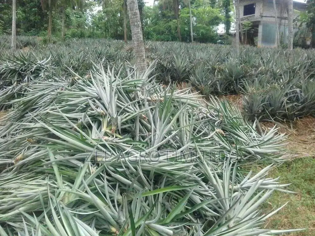 Pineapple Suckers