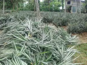 Pineapple Suckers