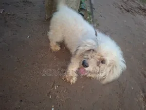 6-12 months Female Purebred Lhasa Apso