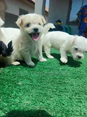 1-3 months Female Purebred Lhasa Apso