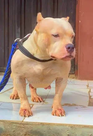 1+ year Female Purebred American Bully