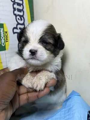 0-1 month Male Purebred Lhasa Apso