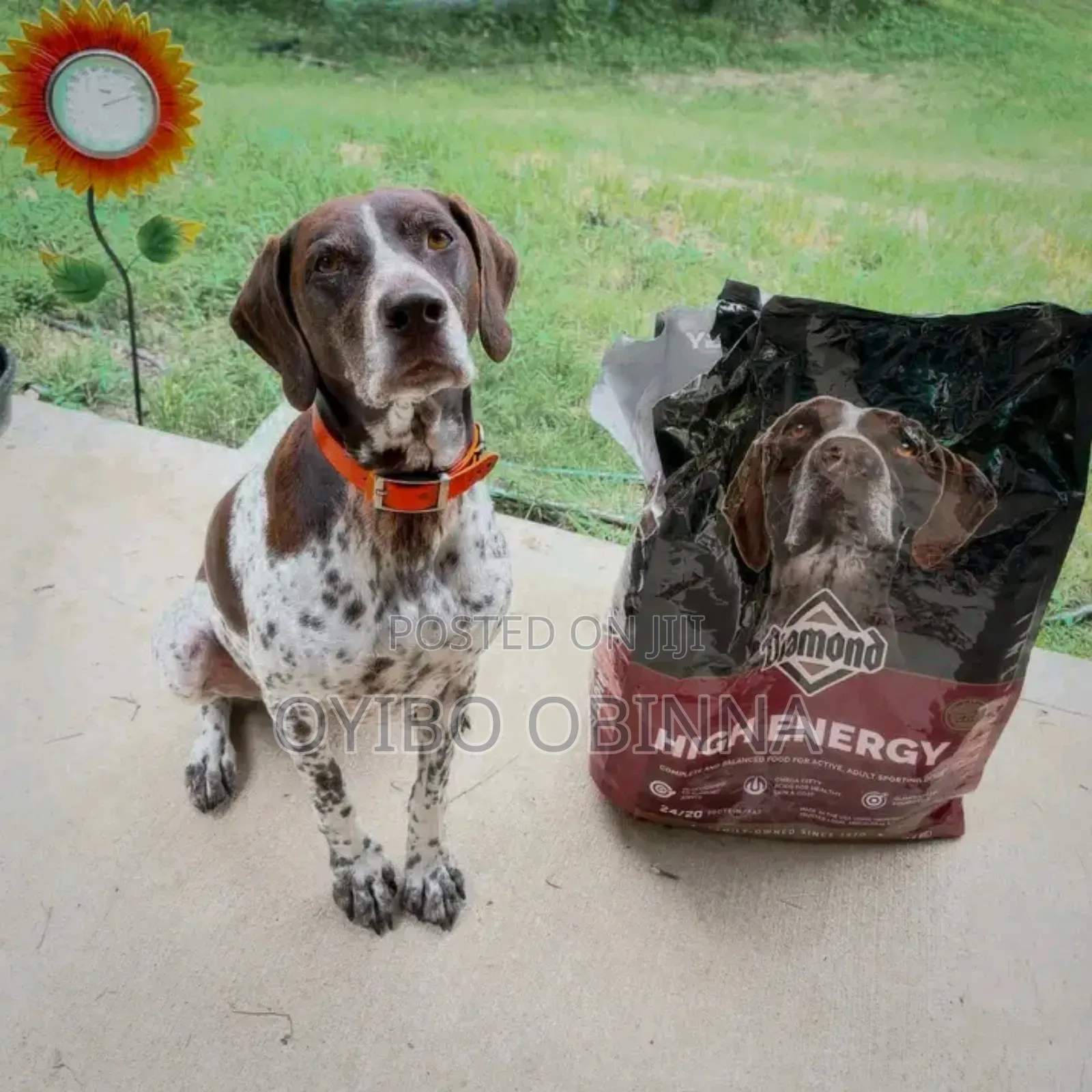 Professional Dog Training on Obedience Command
