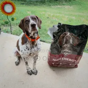 Professional Dog Training on Obedience Command