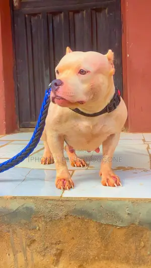 1+ year Female Purebred American Bully