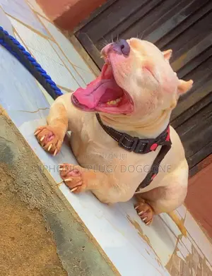 1+ year Female Purebred American Bully