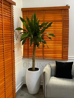 Natural Yucca Pottered Plant