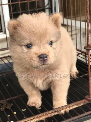 1-3 months Male Purebred Chow Chow