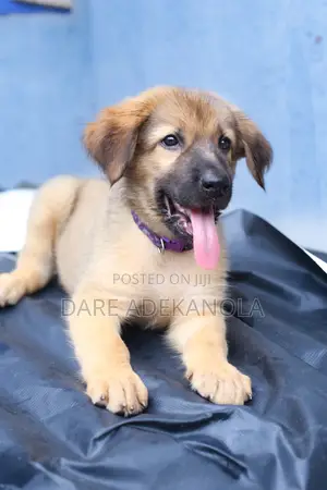 1-3 months Female Mixed Breed German Shepherd