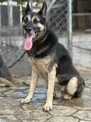 1+ year Male Purebred German Shepherd