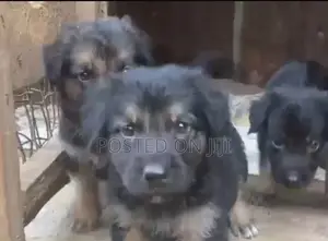 1-3 months Male Purebred German Shepherd