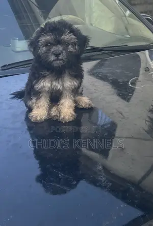 1-3 months Female Purebred Lhasa Apso