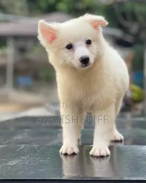 1-3 months Female Purebred American Eskimo