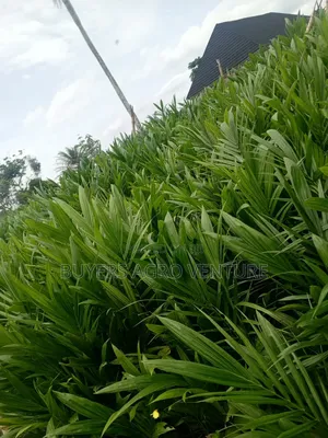 Palm Oil Seedlings Is Available Dm to Purchase Now Very Affordable