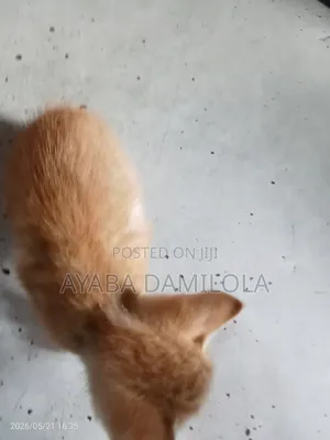 1-3 months Male Purebred Cat