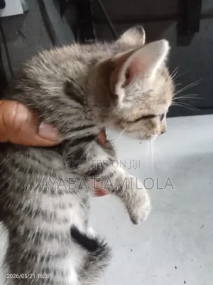 1-3 months Male Mixed Breed Cat