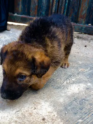 1-3 months Female Purebred German Shepherd