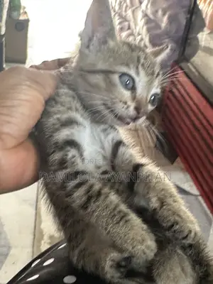 1-3 months Male Mixed Breed Cat