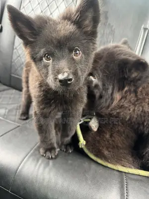 1-3 months Male Purebred Chow Chow