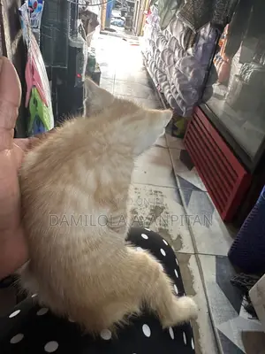 1-3 months Male Mixed Breed Cat