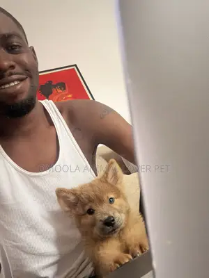1-3 months Male Purebred Chow Chow