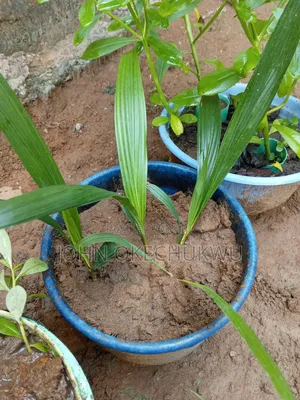 Oil Palm Seedling